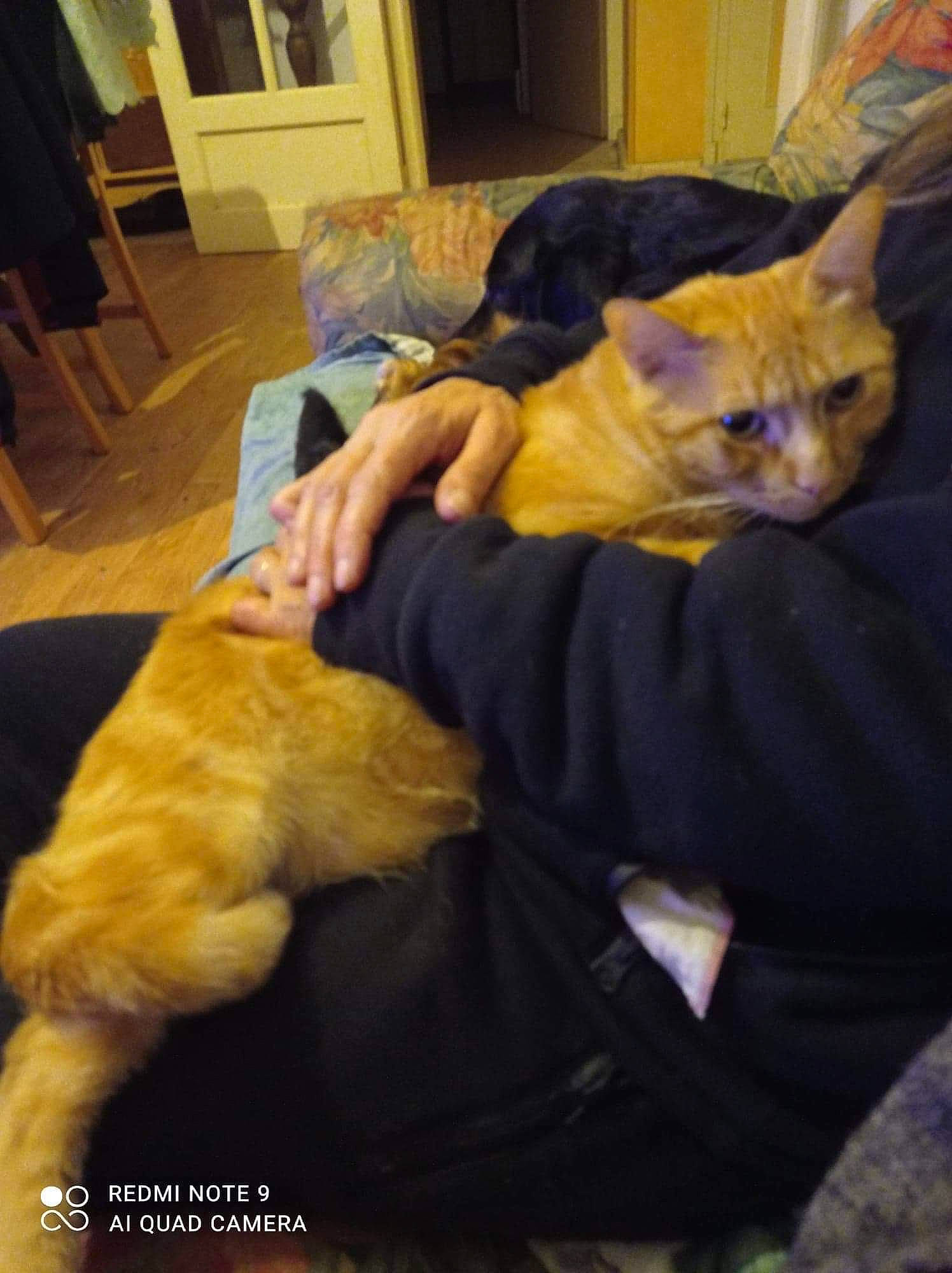 Roucky a rejoint le concours — aidez-le/la à gagner de superbes lots ! canidae, carnivore, cat, chair, comfort, companion_dog, dog_breed, domestic_short_haired_cat, ear, fawn, felidae, fur, lap, linens, mammal, nap, room, small_to_medium_sized_cats, tail, whiskers