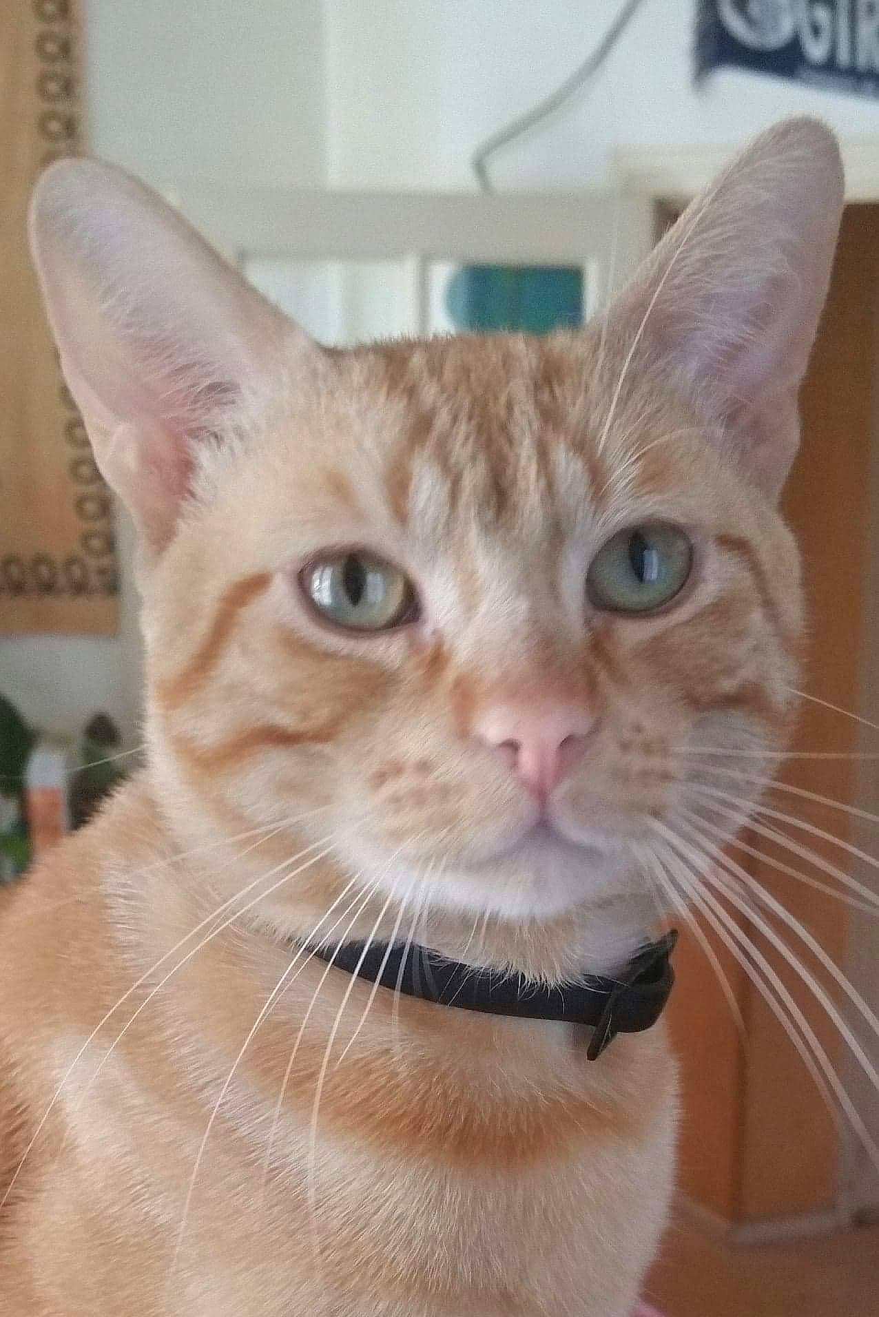 Roucky participe au concours pour gagner de l'argent avec cette photo : carnivore, cat, collar, domestic_short_haired_cat, ear, fawn, felidae, fur, paw, pet_supply, small_to_medium_sized_cats, snout, tail, terrestrial_animal, whiskers, window