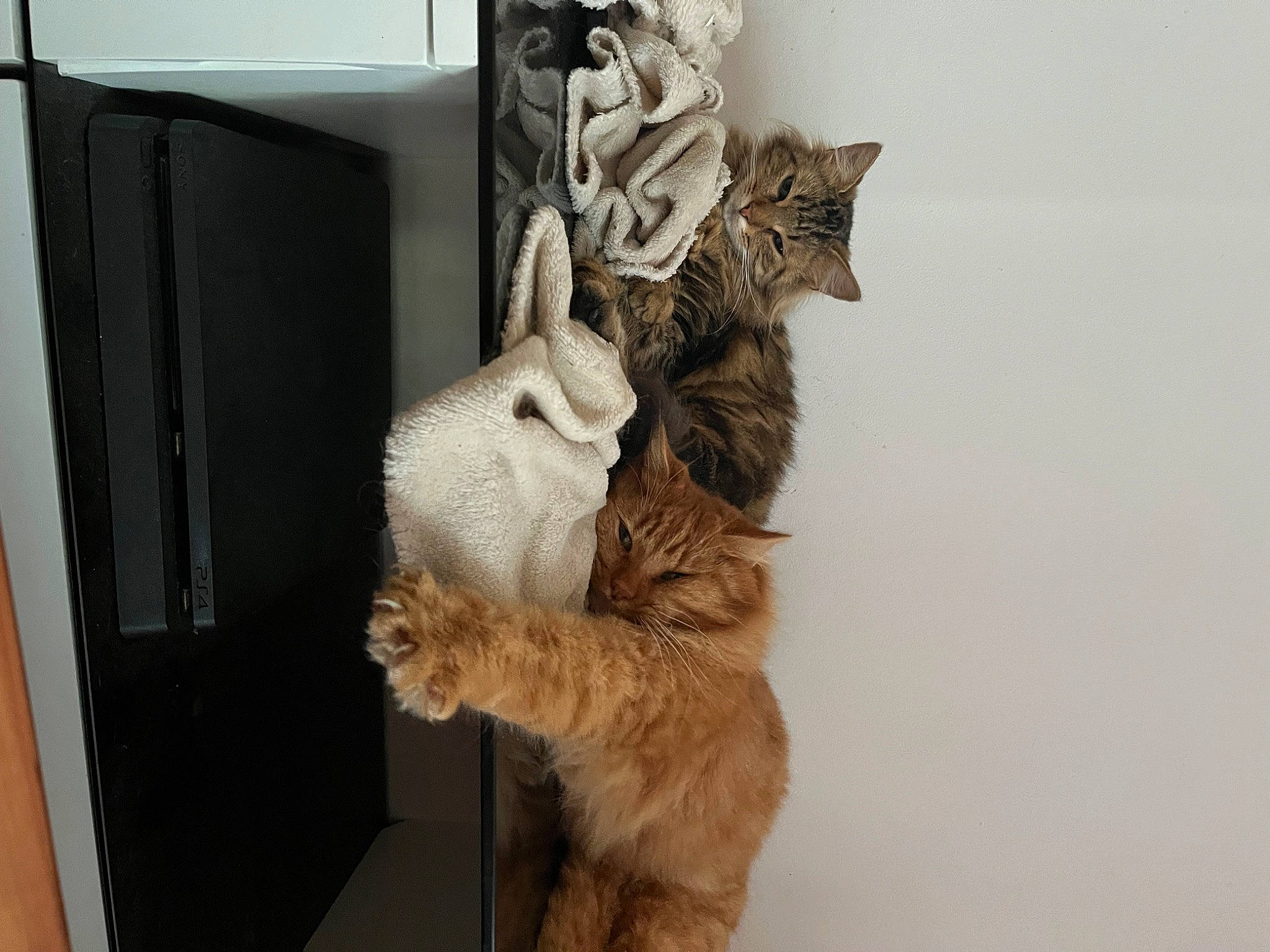 Mokka participe au concours pour gagner de l'argent avec cette photo : art, box, cardboard, carnivore, cat, claw, domestic_short_haired_cat, felidae, fur, gesture, paw, shelf, small_to_medium_sized_cats, tail, whiskers, window