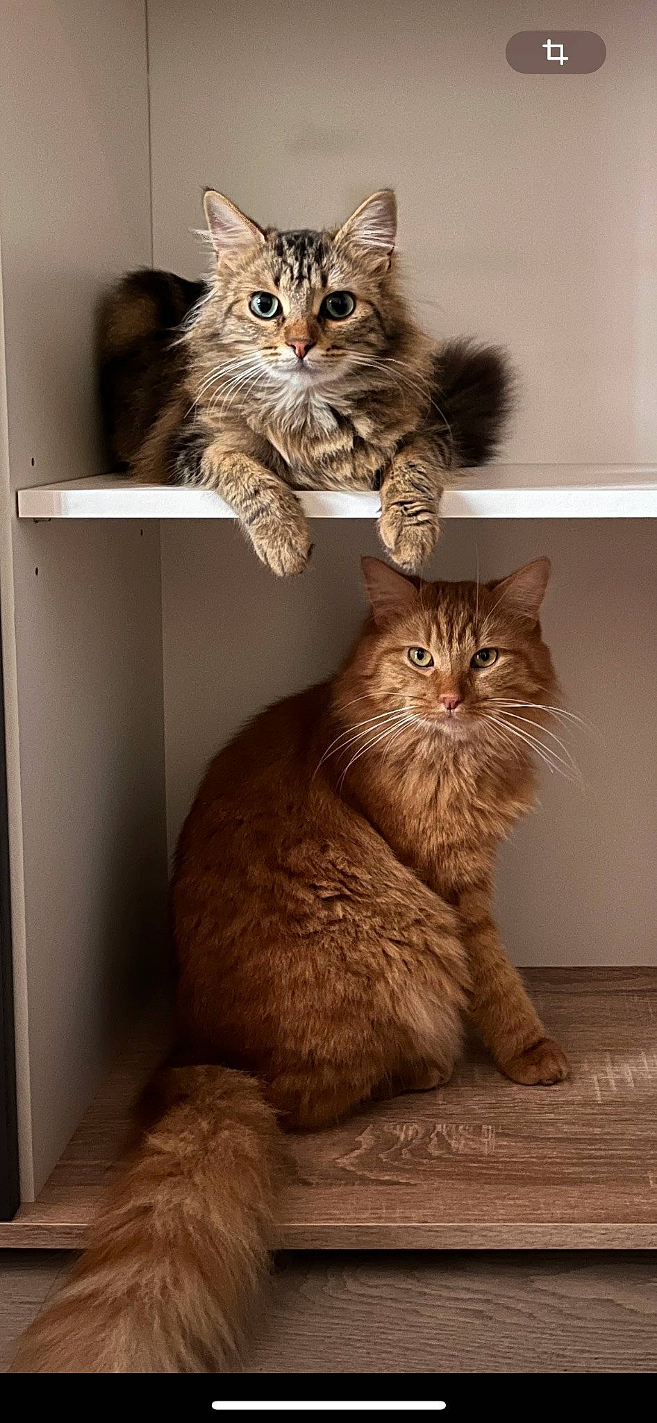 Mokka a rejoint le concours — aidez-le/la à gagner de superbes lots ! carnivore, cat, cat_supply, claw, domestic_short_haired_cat, fawn, felidae, fur, hardwood, mammal, paw, shelf, small_to_medium_sized_cats, snout, tail, terrestrial_animal, vertebrate, whiskers, window, wood