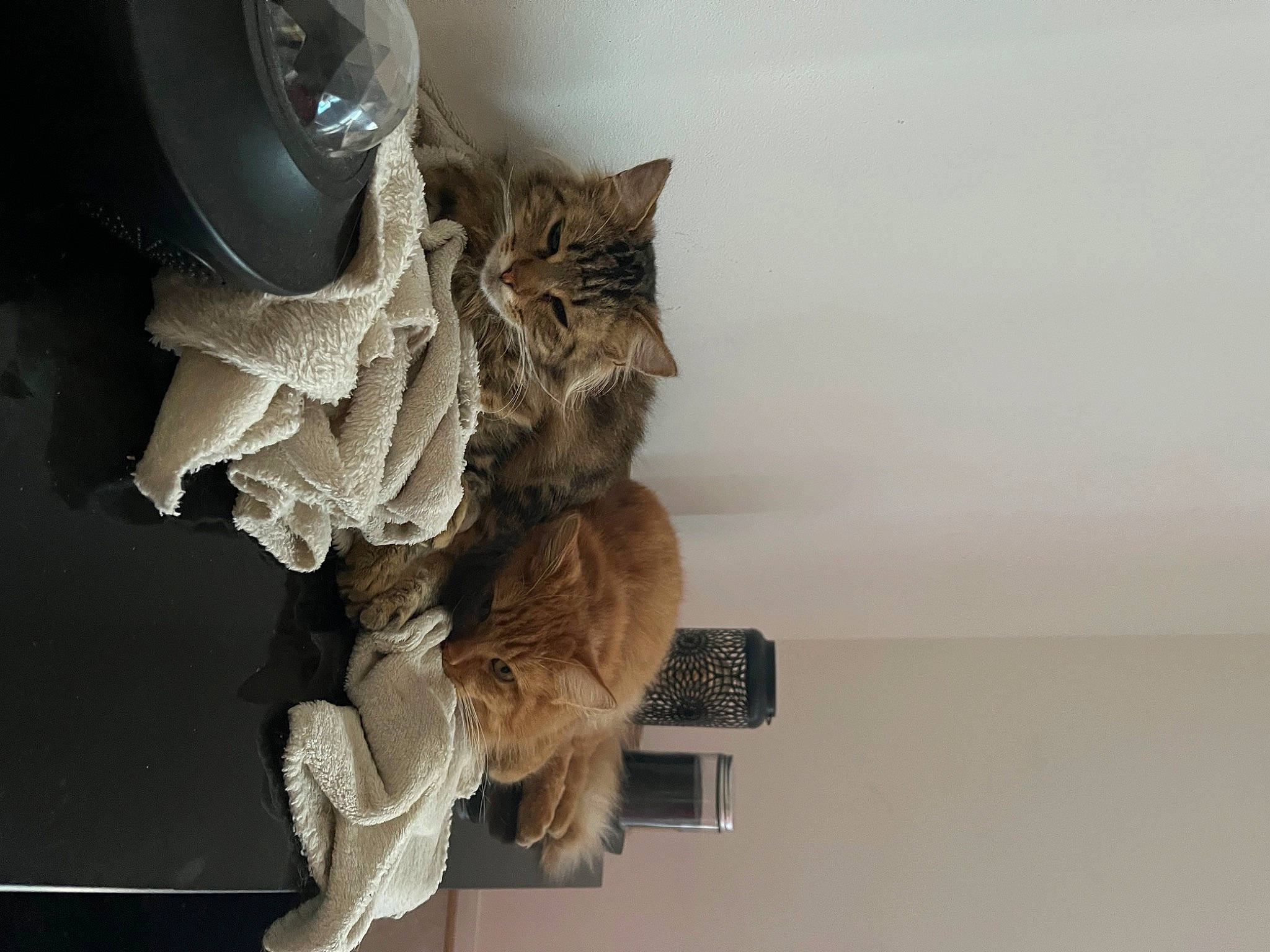 Mokka a rejoint le concours — aidez-le/la à gagner de superbes lots ! art, cat, domestic_short_haired_cat, fawn, felidae, fur, grey, plant, room, sculpture, shelf, small_to_medium_sized_cats, tail, toy, tree, whiskers, wood