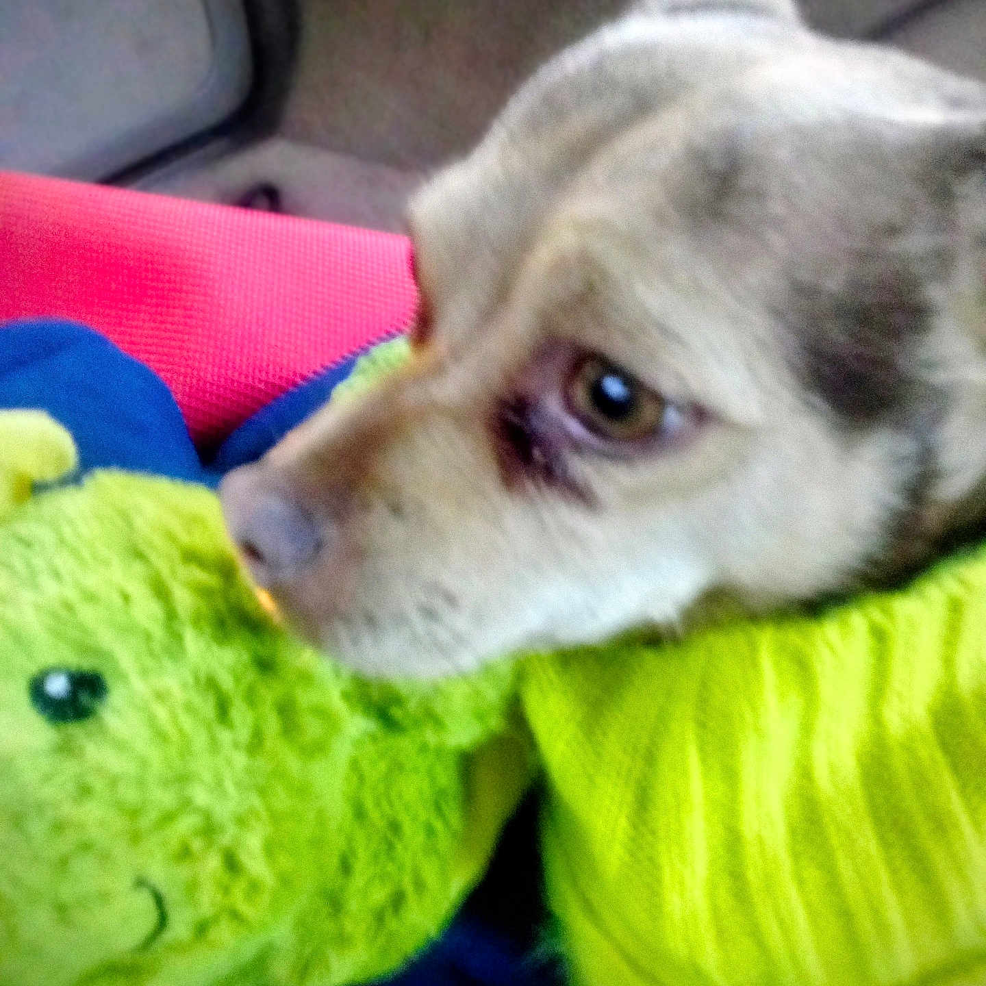 Shasta joined the competition — help win amazing prizes! animal, blurry, close_up, colorful, cozy, cute, dog, fabric, furry, green, head, indoor, pet, plush_toy, portrait, resting, side_view, soft_toy, warm_clothing, yellow_sweater