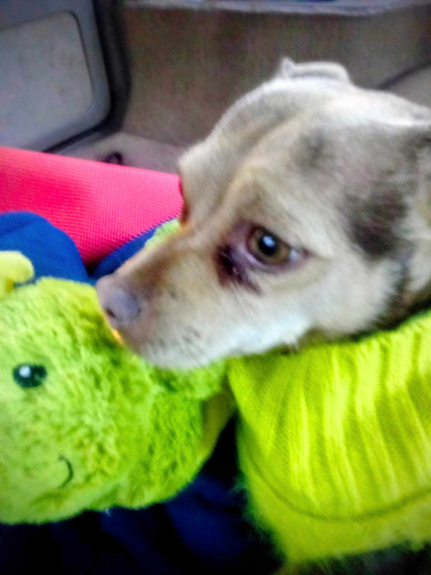 Shasta joined the competition — help win amazing prizes! dog, close_up, blurry, plush_toy, green, yellow_sweater, animal, pet, indoor, fabric, soft_toy, resting, head, cute, cozy, warm_clothing, colorful, portrait, side_view, furry
