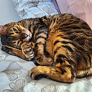 Lini participe au concours pour gagner de l'argent avec cette photo : cat, tabby, pet, sleeping, resting, fur, whiskers, bed, blanket, pattern, striped, closeup, animal, domestic, cozy, relaxed, paw, indoor, cute, feline