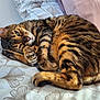 cat, tabby, pet, sleeping, resting, fur, whiskers, bed, blanket, pattern, striped, closeup, animal, domestic, cozy, relaxed, paw, indoor, cute, feline