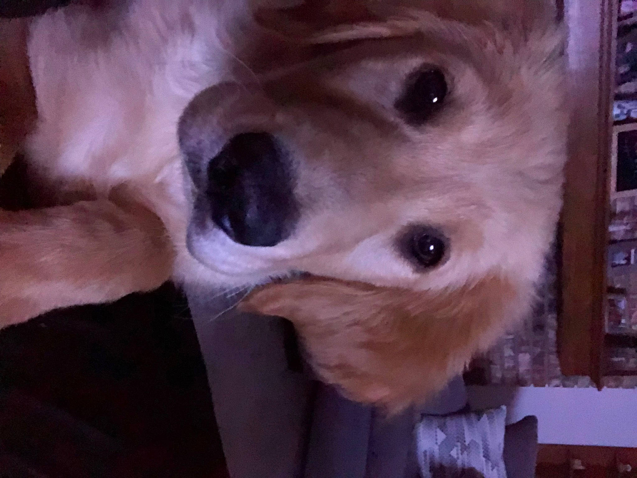 Remington joined the competition — help win amazing prizes! bookcase, canidae, carnivore, companion_dog, dog, dog_breed, ear, fawn, fur, jaw, non_sporting_group, picture_frame, publication, shelf, shelving, snout, sporting_group, whiskers, working_animal