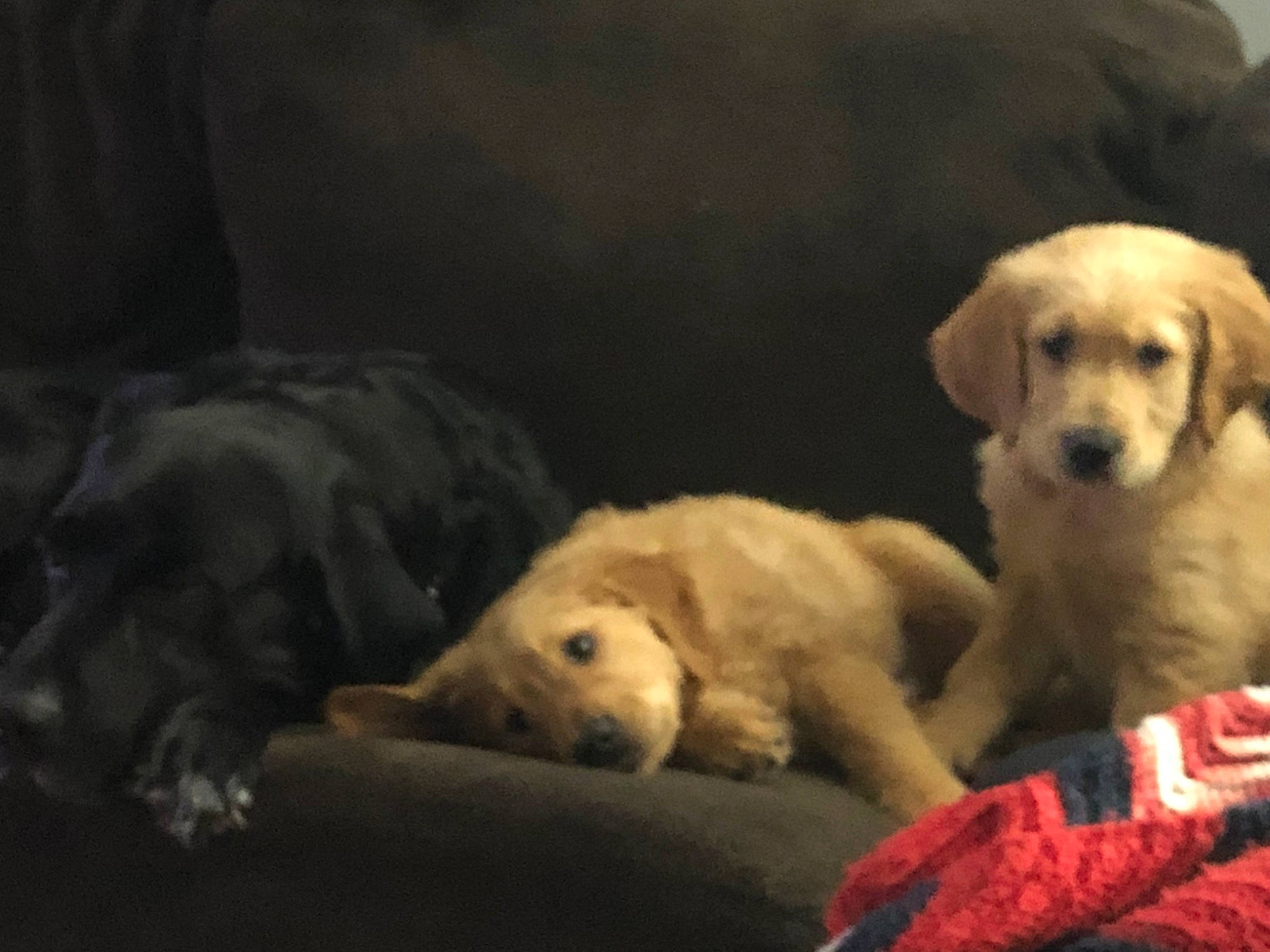 Remington is registered to the contest to win money with this photo: carnivore, comfort, companion_dog, darkness, dog, dog_breed, fawn, felidae, fur, guard_dog, labrador_retriever, paw, puppy, retriever, snout, street_dog, tail, terrestrial_animal, whiskers, wildlife