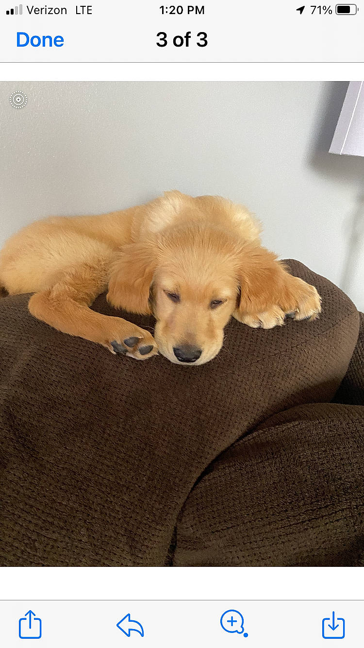 Remington is registered to the contest to win money with this photo: canidae, carnivore, chair, comfort, companion_dog, dog, dog_breed, dog_supply, fawn, flooring, fur, golden_retriever, gun_dog, labrador_retriever, paw, retriever, tail, whiskers, wood, working_animal