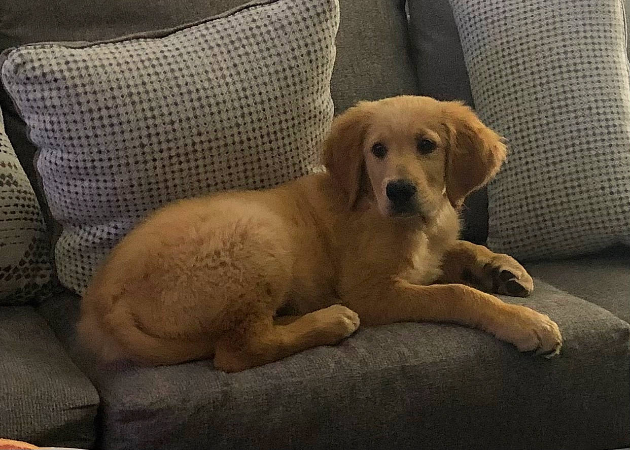 Remington joined the competition — help win amazing prizes! bored, carnivore, comfort, companion_dog, couch, dog, dog_breed, dog_supply, fawn, flooring, fur, gun_dog, labrador_retriever, paw, retriever, sporting_group, tail, terrestrial_animal, whiskers, working_animal