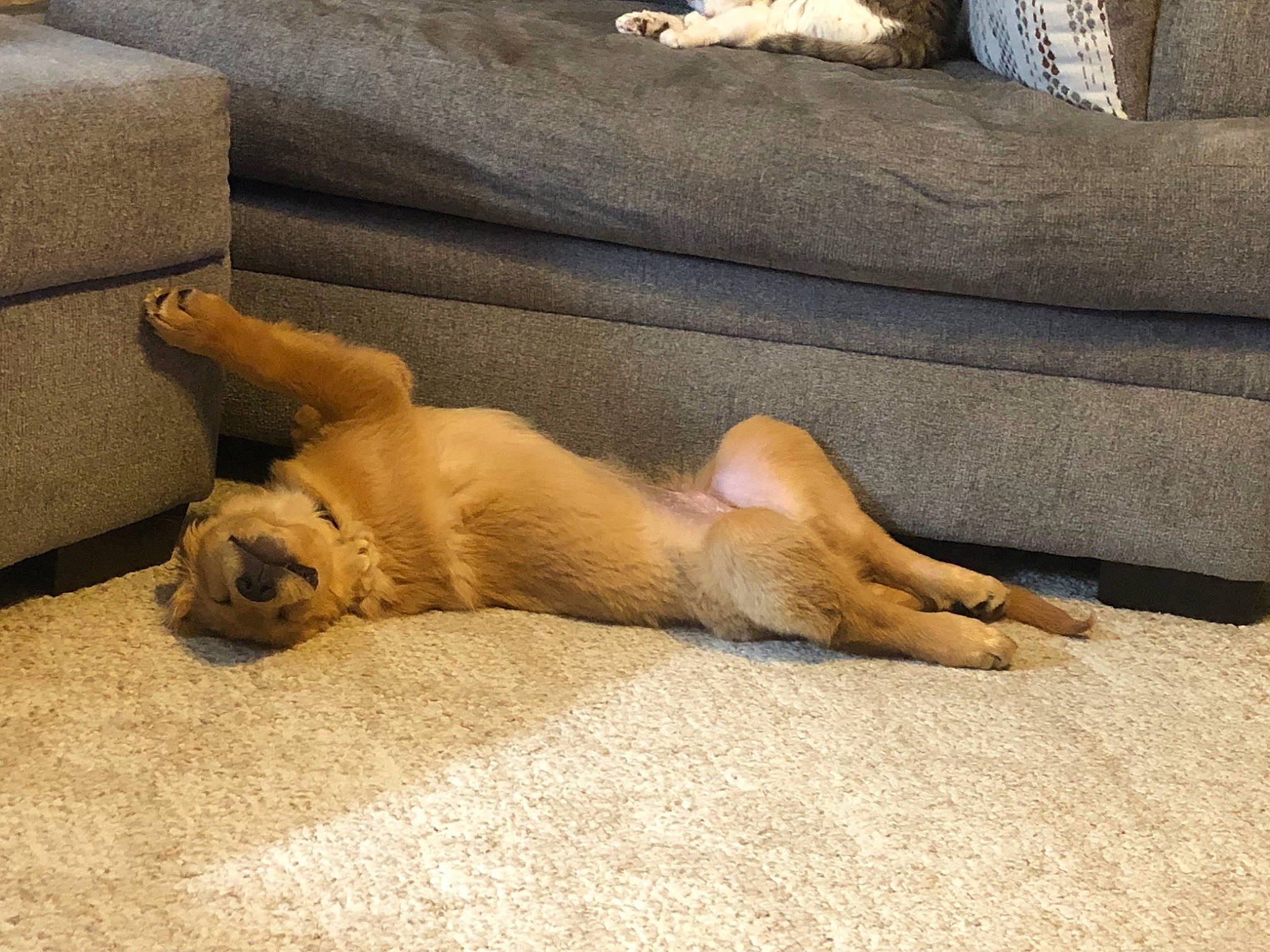 Thor is registered to the contest to win money with this photo: carnivore, claw, comfort, companion_dog, dog, dog_breed, fawn, felidae, flooring, fur, linens, paw, small_to_medium_sized_cats, snout, street_dog, tail, terrestrial_animal, whiskers, wildlife, working_animal