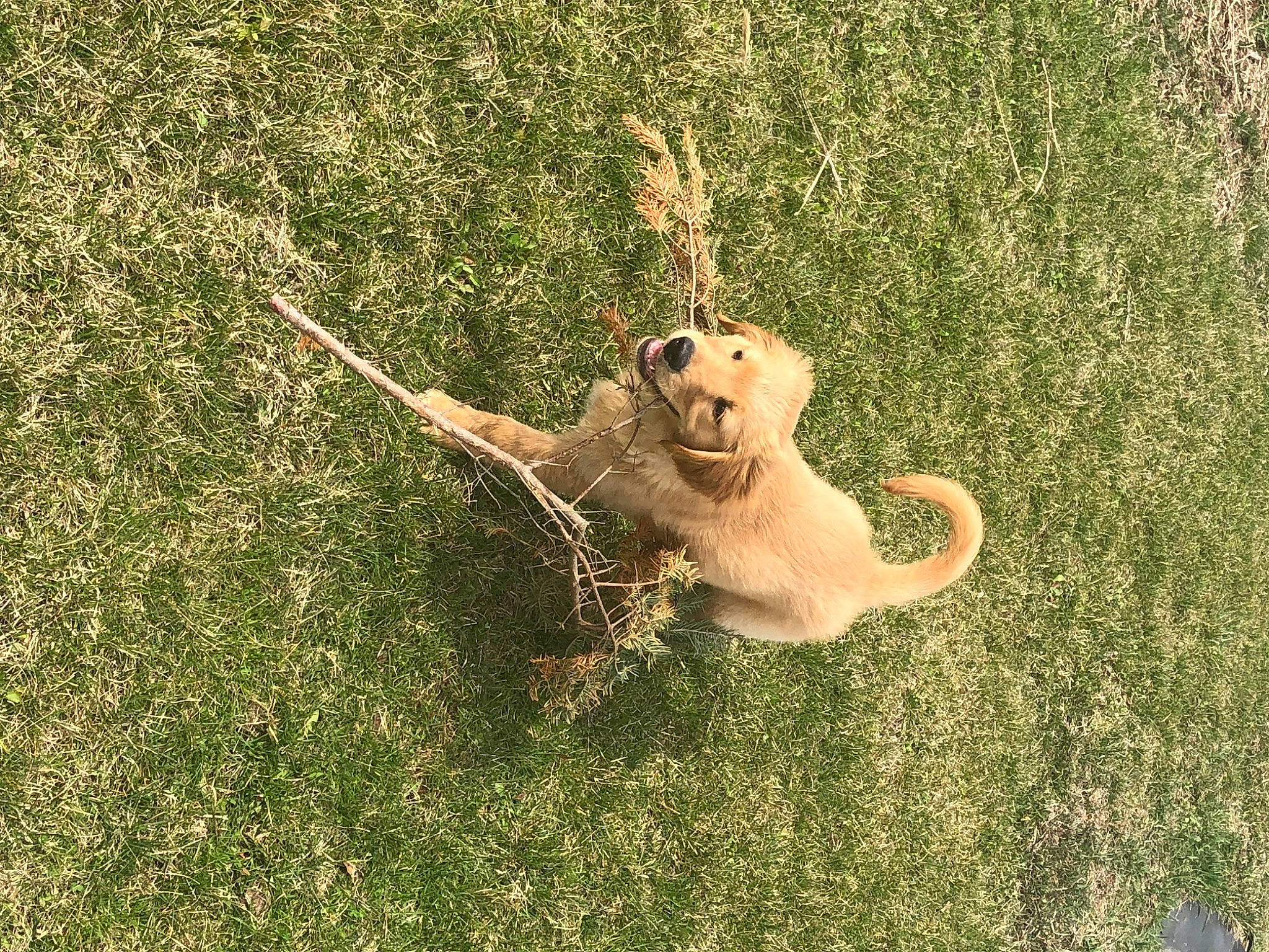 Thor is registered to the contest to win money with this photo: ball, canidae, carnivore, companion_dog, dog, dog_breed, fawn, felidae, grass, grass_family, grassland, lawn, leash, plant, snout, soil, sporting_group, tail, terrestrial_animal, working_animal