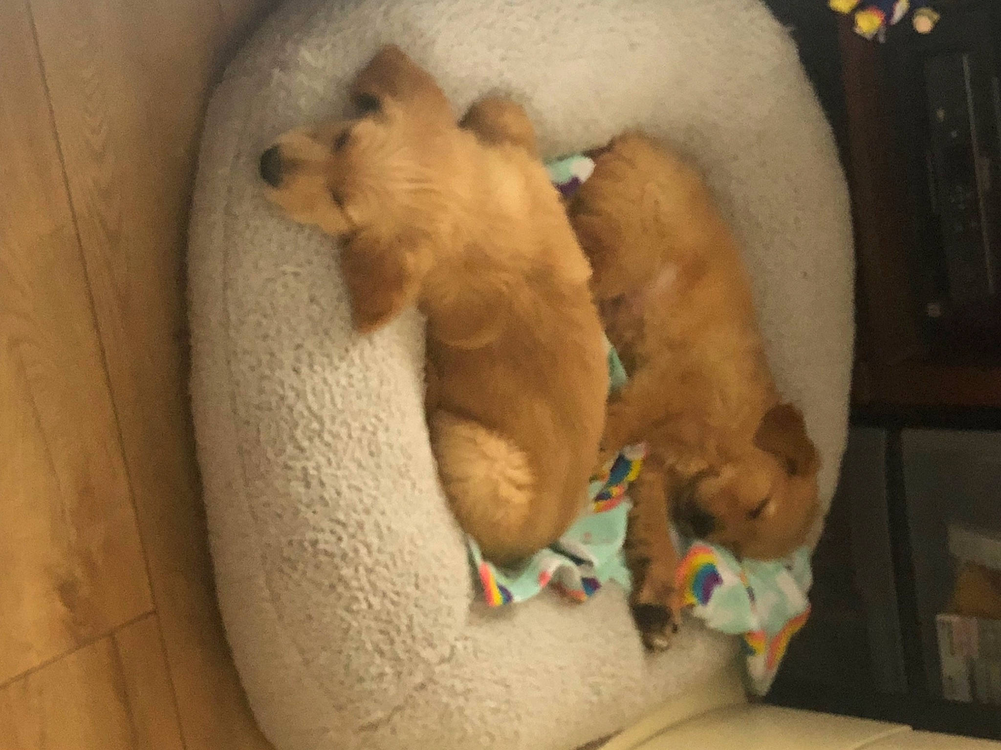 Thor is registered to the contest to win money with this photo: bed, canidae, carnivore, comfort, companion_dog, dog, dog_bed, dog_breed, fawn, felidae, fur, paw, pet_supply, small_to_medium_sized_cats, sporting_group, tail, toy, whiskers, wood, working_animal