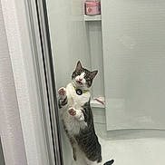 Severus is registered to the contest to win money with this photo: bathroom, cat, clean, container, curious, curtain, expression, glass_door, gray, hind_legs, indoor, paws, pet, playful, razor, shelf, shower, standing, striped, white
