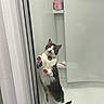 bathroom, cat, clean, container, curious, curtain, expression, glass_door, gray, hind_legs, indoor, paws, pet, playful, razor, shelf, shower, standing, striped, white
