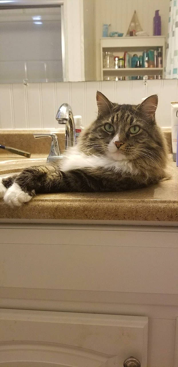 Charlie B is registered to the contest to win money with this photo: carnivore, cat, comfort, domestic_short_haired_cat, felidae, floor, flooring, fur, grey, hardwood, paw, plumbing_fixture, sink, small_to_medium_sized_cats, snout, tail, tap, whiskers, window, wood