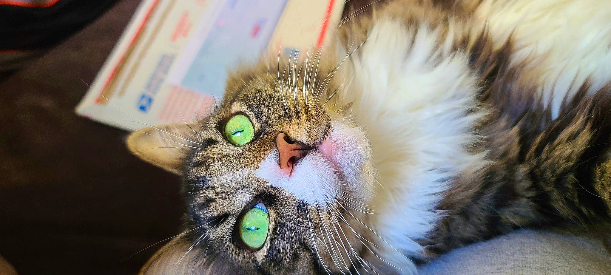 Charlie B is registered to the contest to win money with this photo: carnivore, cat, claw, close_up, comfort, domestic_short_haired_cat, ear, felidae, fur, paw, small_to_medium_sized_cats, snout, whiskers, wildlife