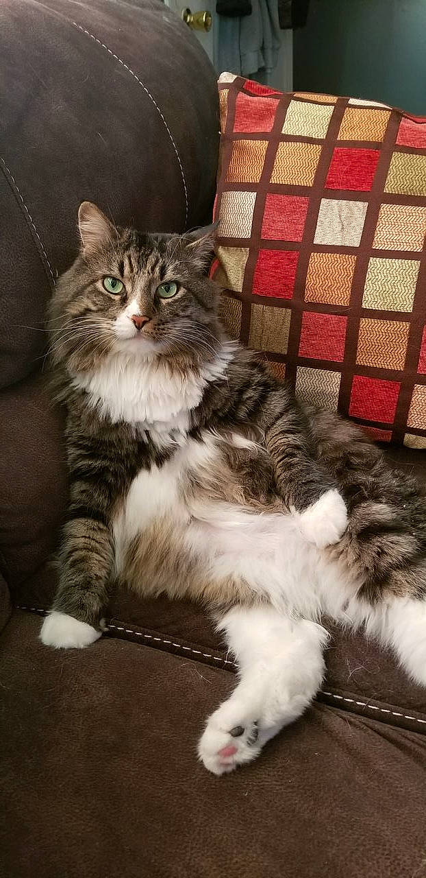 Charlie B is registered to the contest to win money with this photo: art, british_longhair, carnivore, cat, claw, domestic_short_haired_cat, felidae, fur, maine_coon, paw, plant, sitting, small_to_medium_sized_cats, tail, terrestrial_animal, whiskers, window