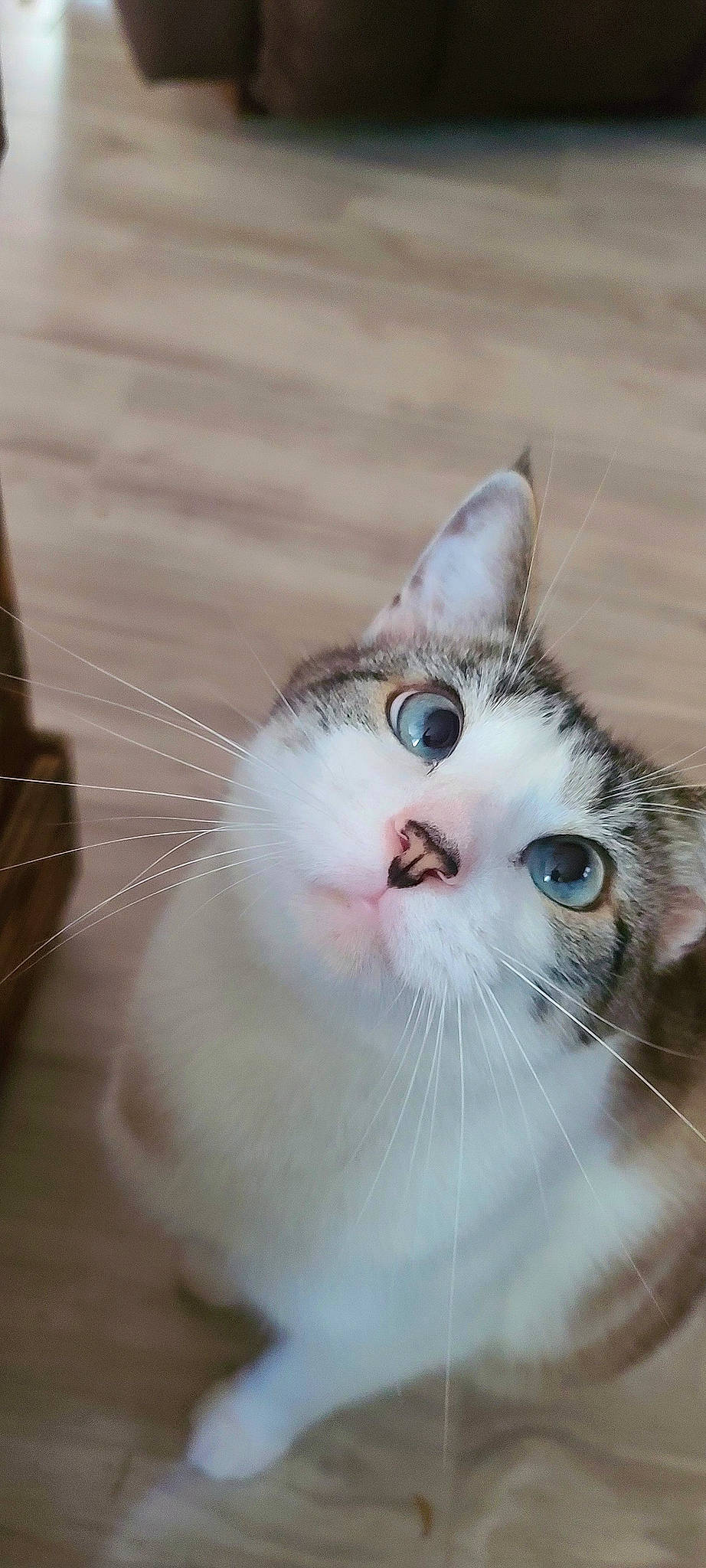 Milo joined the competition — help win amazing prizes! carnivore, cat, domestic_short_haired_cat, eye, fawn, felidae, fur, small_to_medium_sized_cats, snout, tail, terrestrial_animal, whiskers, window