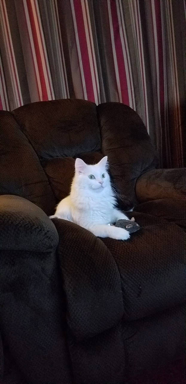 Zoey joined the competition — help win amazing prizes! bedding, carnivore, cat, comfort, curtain, darkness, felidae, fur, furniture, grey, hardwood, linens, room, small_to_medium_sized_cats, tail, textile, tints_and_shades, whiskers, window_treatment, wood