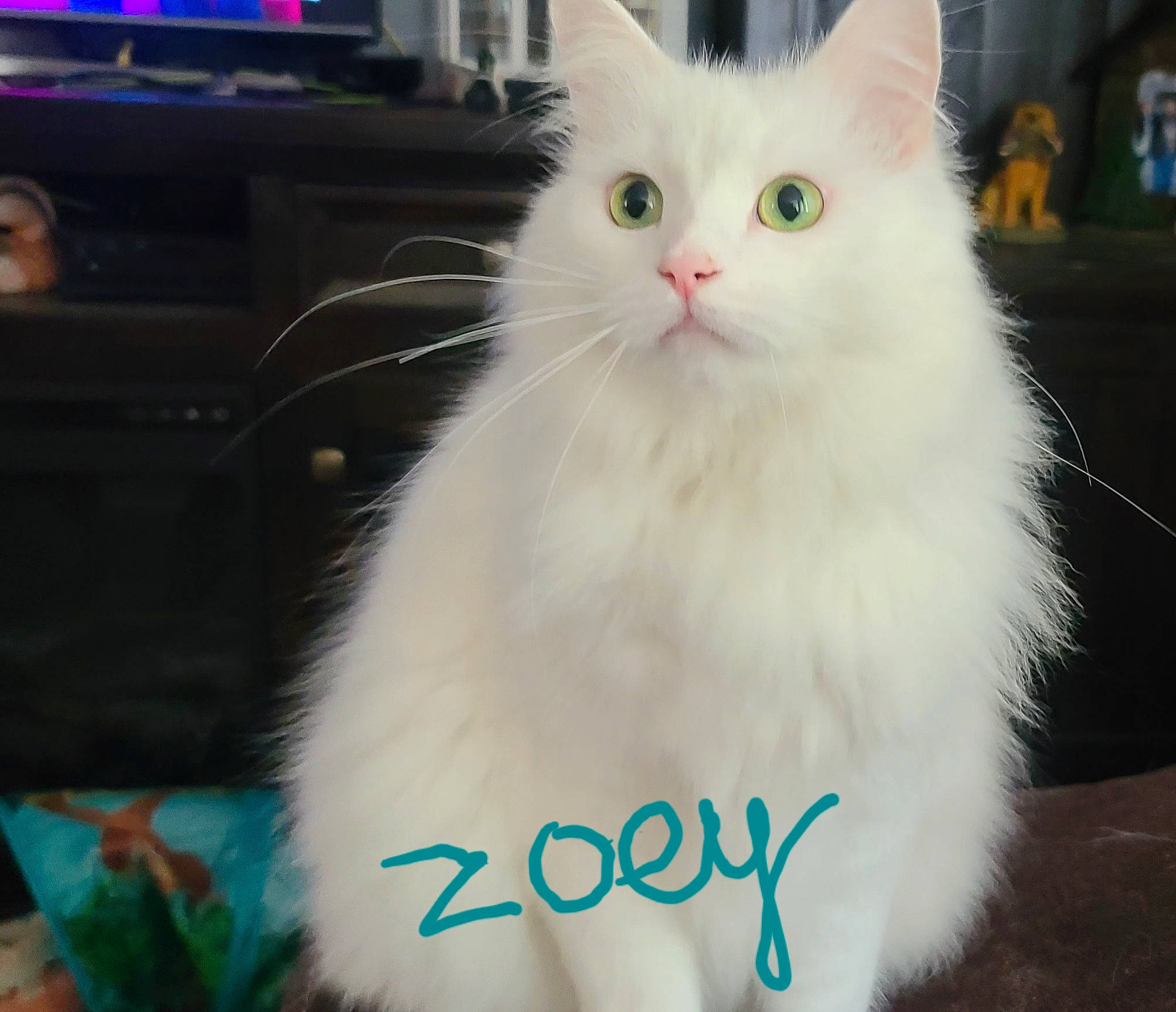 Zoey joined the competition — help win amazing prizes! carnivore, cat, claw, felidae, fur, paw, small_to_medium_sized_cats, whiskers