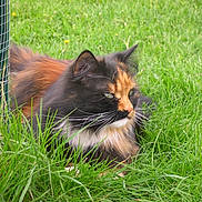 Miku participe au concours pour gagner de l'argent avec cette photo : animal, calico_cat, calm, cat, close_up, daylight, ears, feline, fluffy, fur, grass, greenery, muzzle, nature, outdoor, pet, relaxed, resting, whiskers, wire_fence