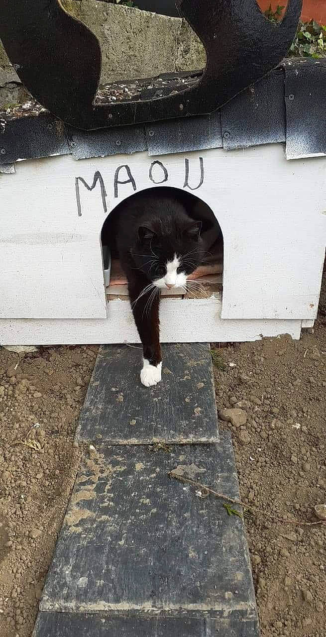 Maou participe au concours pour gagner de l'argent avec cette photo : asphalt, black_cat, carnivore, cat, domestic_short_haired_cat, felidae, fur, grass, grey, human_leg, monochrome_photography, road, road_surface, sidewalk, small_to_medium_sized_cats, snout, tail, tints_and_shades, wall, whiskers