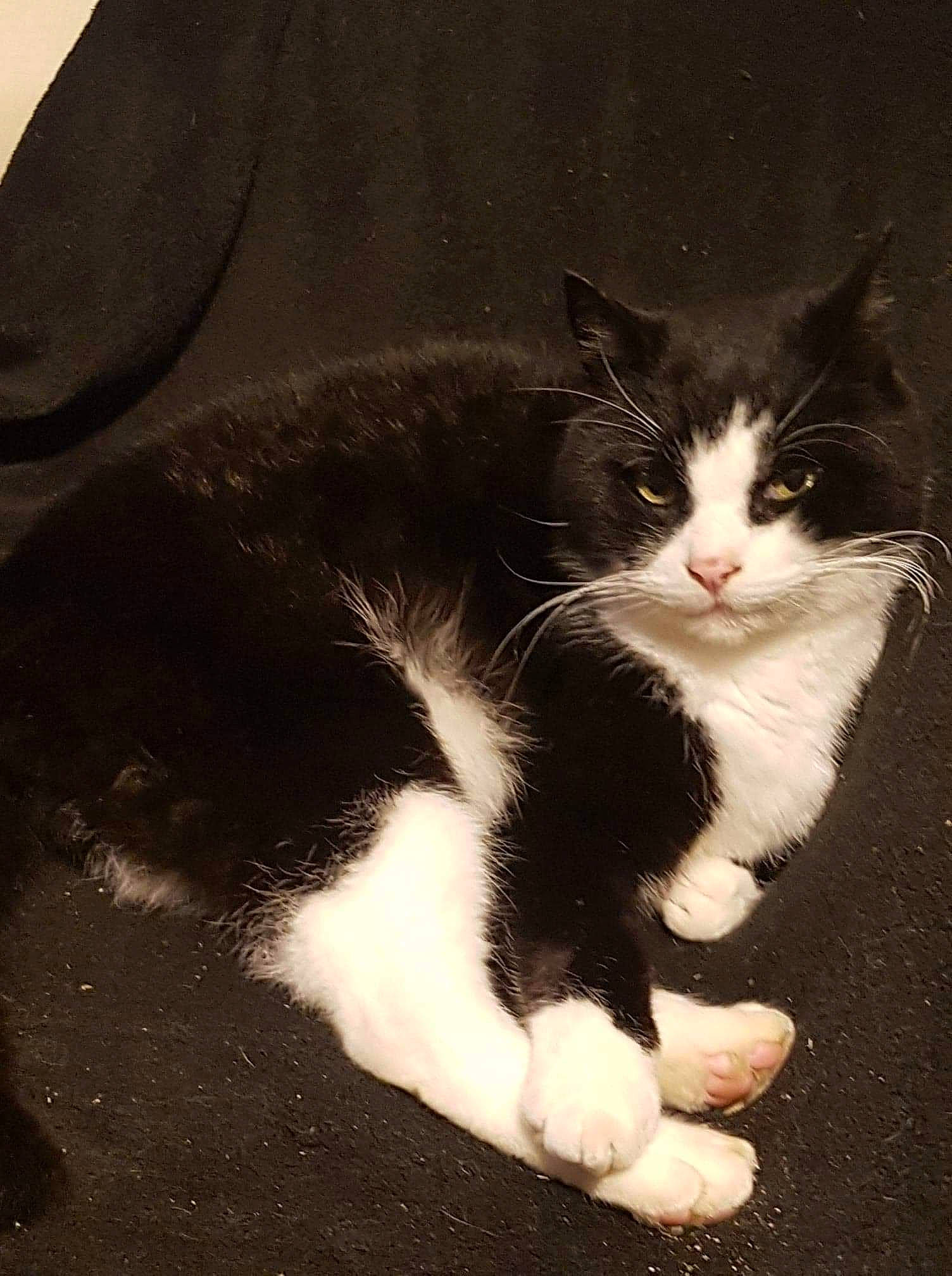 Maou participe au concours pour gagner de l'argent avec cette photo : carnivore, cat, claw, comfort, domestic_short_haired_cat, eye, felidae, foot, fur, leg, monochrome_photography, paw, sitting, small_to_medium_sized_cats, snout, tail, terrestrial_animal, tints_and_shades, whiskers, window