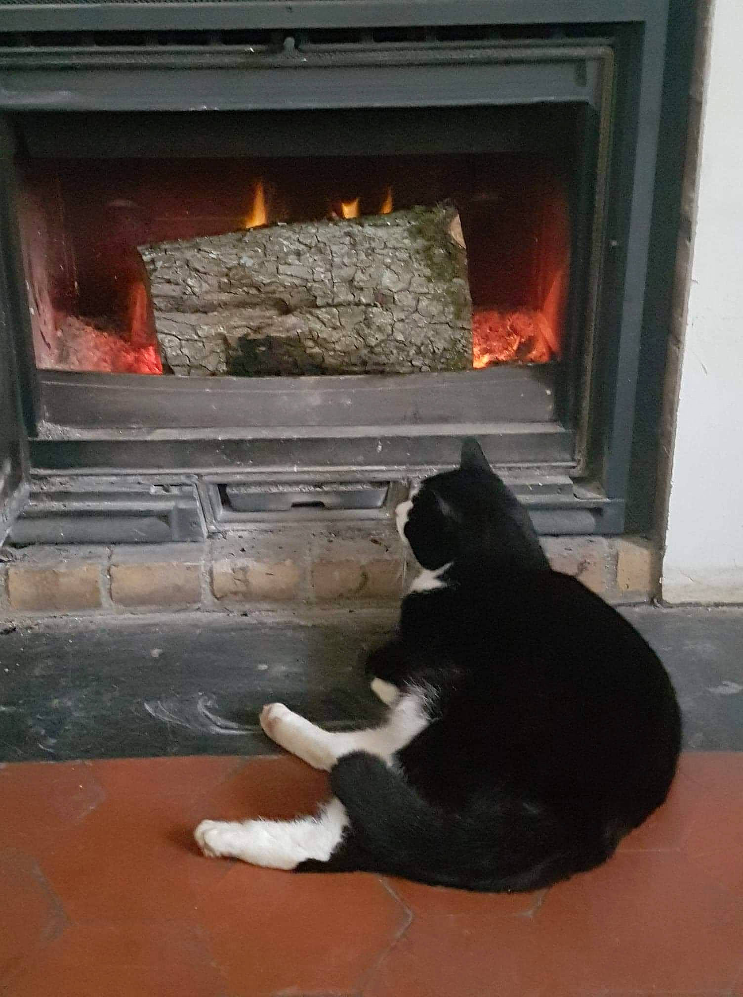 Maou a rejoint le concours — aidez-le/la à gagner de superbes lots ! brown, carnivore, cat, dog_breed, event, felidae, fire, fireplace, flooring, gas, hearth, heat, masonry_oven, plant, room, small_to_medium_sized_cats, tail, tints_and_shades, wood, wood_burning_stove