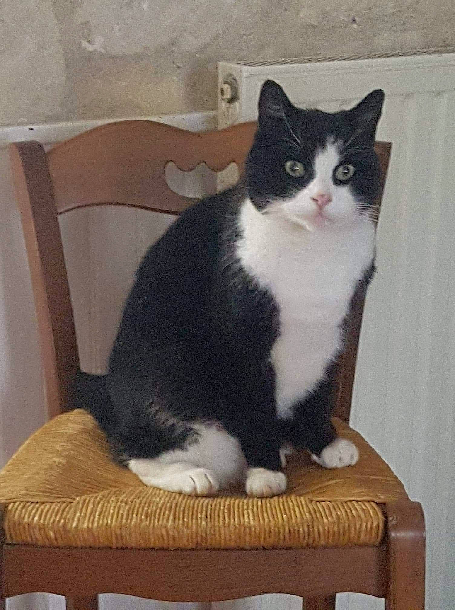 Maou a rejoint le concours — aidez-le/la à gagner de superbes lots ! carnivore, cat, cat_supply, chair, comfort, domestic_short_haired_cat, felidae, formal_wear, fur, hardwood, outdoor_furniture, pedestal, sitting, small_to_medium_sized_cats, snout, stairs, table, tail, whiskers, wood