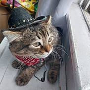 Chance is registered to the contest to win money with this photo: cat, tabby_cat, pet, animal, cowboy_hat, star_pattern, bandana, red_bandana, whiskers, green_eyes, fur, striped_fur, window, indoors, portrait, close_up, sitting, floor, playful, costume
