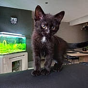 Blacky a rejoint le concours — aidez-le/la à gagner de superbes lots ! kitten, black_cat, pet, indoor, living_room, fish_tank, curious, furniture, whiskers, young_animal, cute, domestic_cat, close_up, small, animal, fur, tail, eyes, houseplant, modern_interior