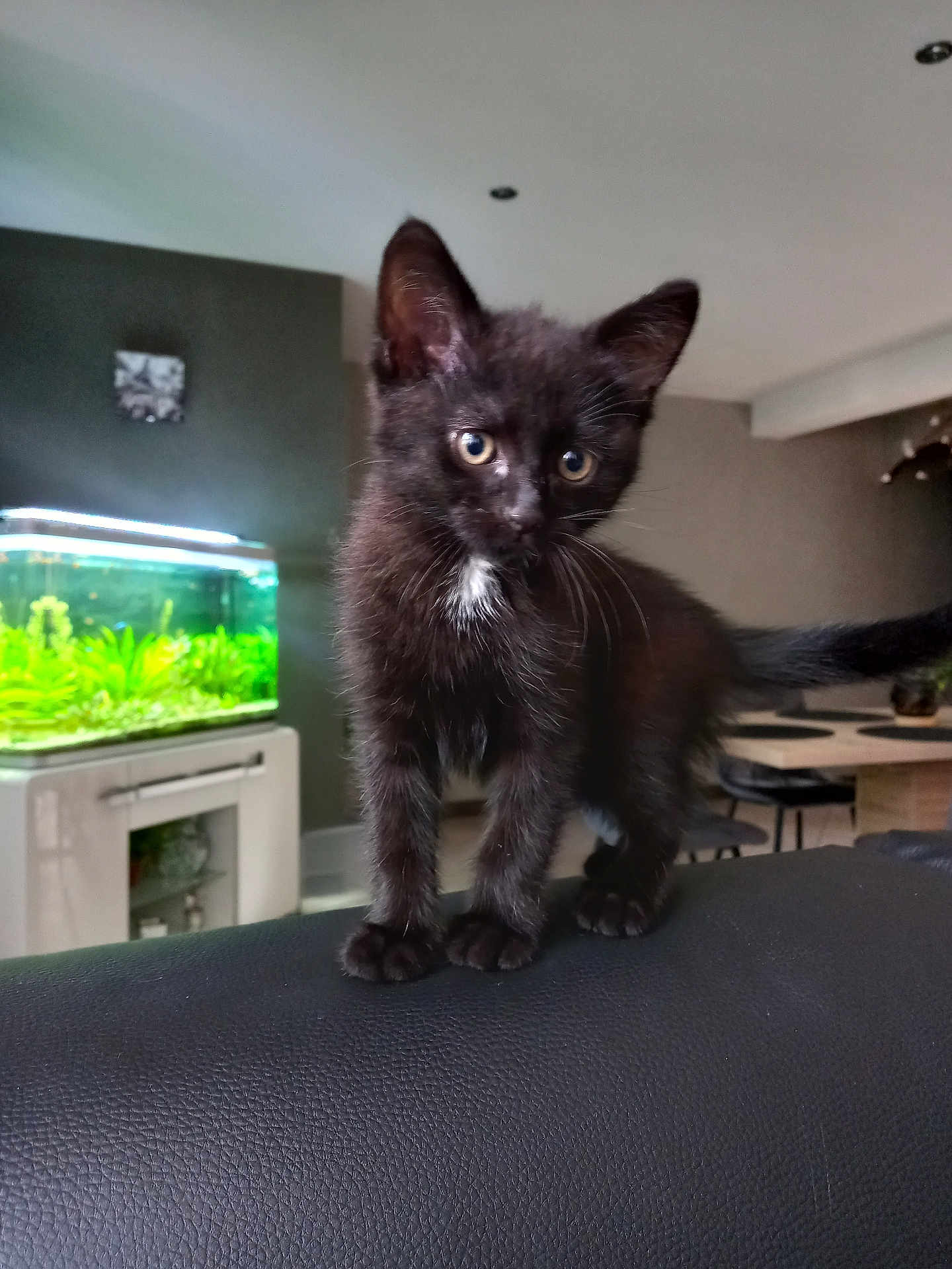 Blacky