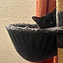 Autumn is registered to the contest to win money with this photo: cat, black_cat, cat_tree, hanging_basket, sleeping, indoor, furniture, curtain, wall, cozy, pet, fuzzy, resting, animal, quiet, relaxing, home, soft, shadows, ears
