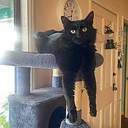 Autumn is registered to the contest to win money with this photo: black_cat, cat_tree, indoor, relaxed, lounging, paws, window, clock, door, lantern, home_interior, furniture, pet, animal, fur, whiskers, eyes, sunlight, houseplant, cozy