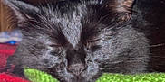 Autumn is registered to the contest to win money with this photo: black_cat, cat, sleeping, resting, knitted_cushion, green, plaid_blanket, red, gray, cozy, indoor, pet, feline, fur, whiskers, close_up, head, ears, peaceful, nap
