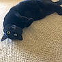 Treasure joined the competition — help win amazing prizes! black_cat, cat, pet, animal, carpet, floor, indoor, feline, cute, lying_down, wide_eyes, curious, fur, whiskers, playful, relaxed, domestic_animal, mammal, paws, resting
