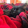 cat, black_cat, blanket, plaid, red, black, cozy, sleepy, fur, indoor, pet, relaxing, animal, soft, texture, comfort, resting, closeup, whiskers, ears