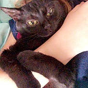 Treasure is registered to the contest to win money with this photo: black_cat, cat, pet, animal, hug, human_arm, person, close_up, indoor, fur, closeness, affection, resting, comfort, domestic, cute, eyes, whiskers, hair, skin