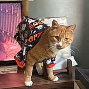 Whompers joined the competition — help win amazing prizes! cat, orange_tabby, costume, halloween, ghosts, spiders, black_clothing, white_paws, whiskers, indoor, wooden_surface, feline, pet, curious, green_eyes, tail, household, decor, standing, closeup
