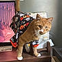 cat, orange_tabby, costume, halloween, ghosts, spiders, black_clothing, white_paws, whiskers, indoor, wooden_surface, feline, pet, curious, green_eyes, tail, household, decor, standing, closeup