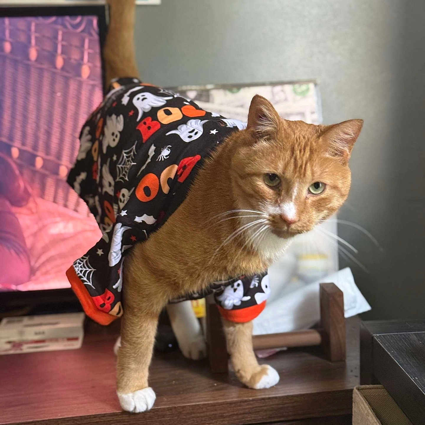 Whompers joined the competition — help win amazing prizes! black_clothing, cat, closeup, costume, curious, decor, feline, ghosts, green_eyes, halloween, household, indoor, orange_tabby, pet, spiders, standing, tail, whiskers, white_paws, wooden_surface