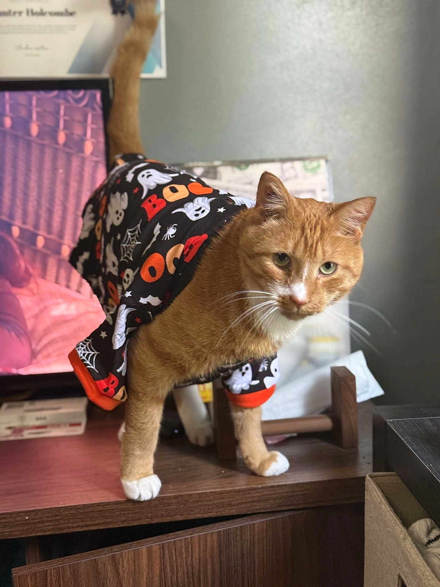 Whompers joined the competition — help win amazing prizes! cat, orange_tabby, costume, halloween, ghosts, spiders, black_clothing, white_paws, whiskers, indoor, wooden_surface, feline, pet, curious, green_eyes, tail, household, decor, standing, closeup