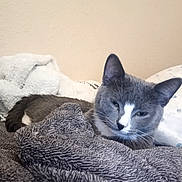 Baby Girl joined the competition — help win amazing prizes! bed, blanket, cat, close_up, cozy, domestic_animal, ear, feline, fur, gray_cat, indoor, pet, pillow, portrait, relaxed, resting, sleepy, textile, whiskers, white_marking