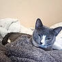bed, blanket, cat, close_up, cozy, domestic_animal, ear, feline, fur, gray_cat, indoor, pet, pillow, portrait, relaxed, resting, sleepy, textile, whiskers, white_marking