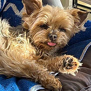 Belle participe au concours pour gagner de l'argent avec cette photo : dog, small_dog, fluffy, tongue_out, relaxed, blue_towel, sunlight, indoor, pet, cute, close_up, fur, paw, snout, ear, resting, cozy, animal, companion, domestic
