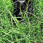 Onyx joined the competition — help win amazing prizes! alert, animal, black_cat, camouflage, cat, ears, feline, fur, grass, greenery, hiding, nature, outdoors, pet, portrait, sitting, sunlight, tall_grass, vertical_photo, wildlife