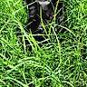 alert, animal, black_cat, camouflage, cat, ears, feline, fur, grass, greenery, hiding, nature, outdoors, pet, portrait, sitting, sunlight, tall_grass, vertical_photo, wildlife