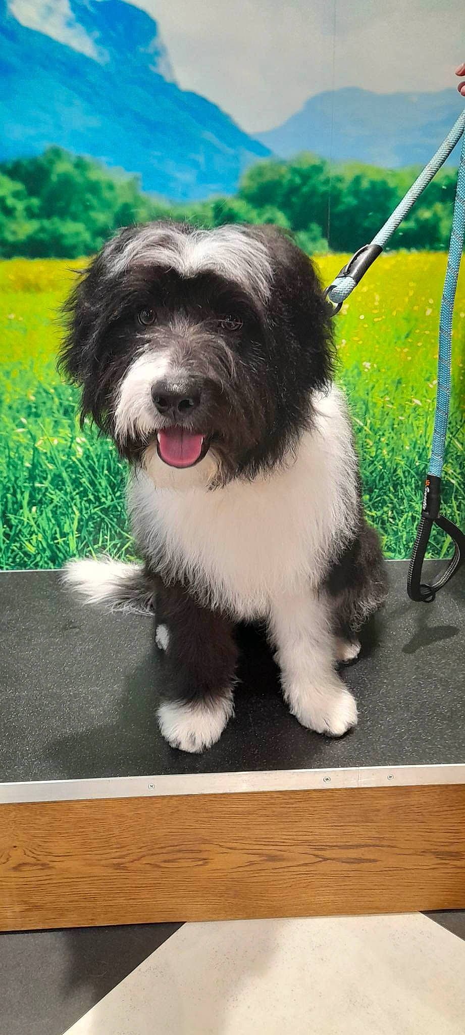 Gizmo joined the competition — help win amazing prizes! canidae, carnivore, companion_dog, dog, dog_breed, flooring, fur, grass, hardwood, liver, plant, small_terrier, snout, sporting_group, terrier, toy_dog, water_dog, wood, working_animal, working_dog