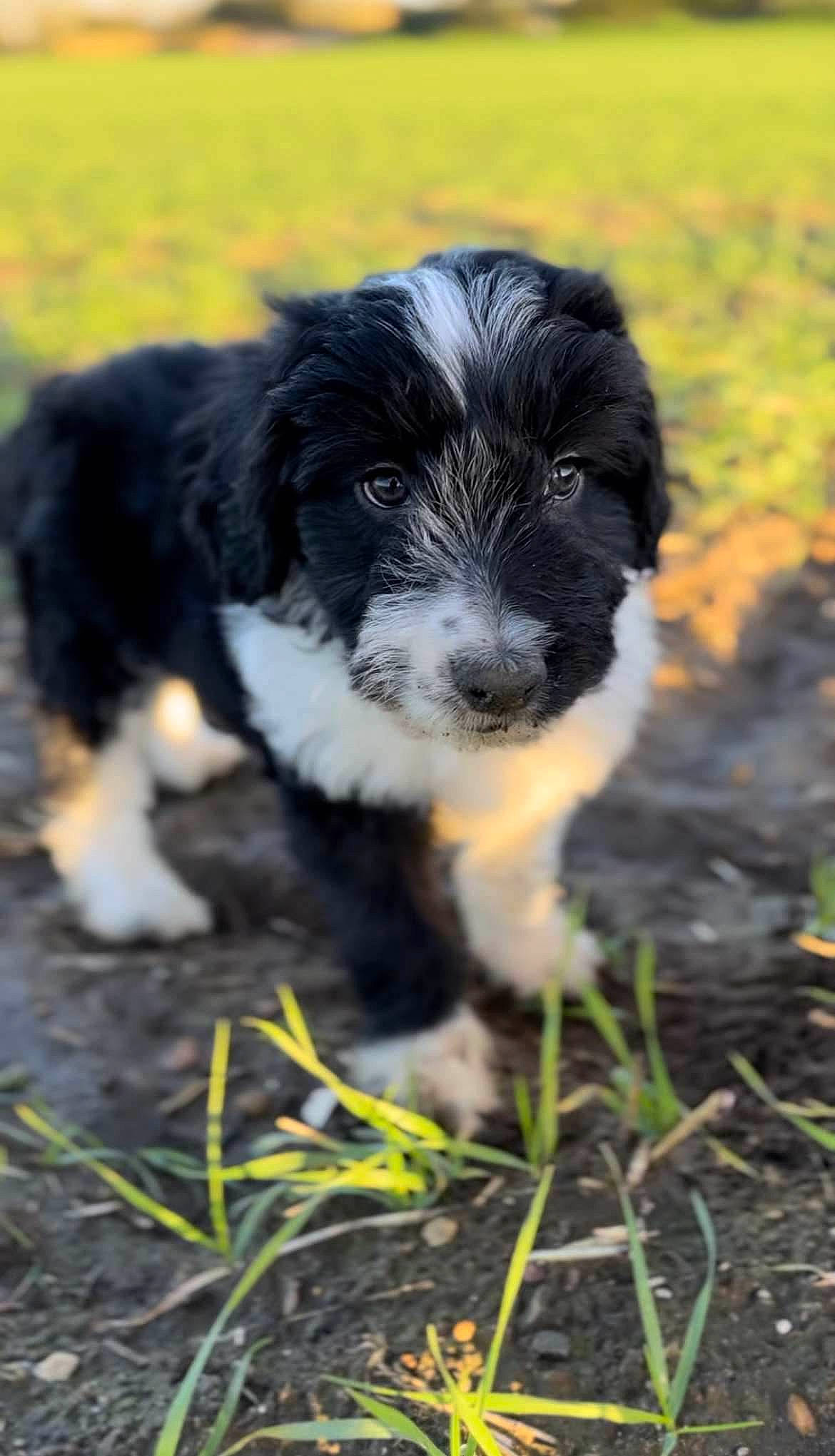 Gizmo is registered to the contest to win money with this photo: border_collie, canidae, carnivore, companion_dog, dog, dog_breed, fur, grass, gun_dog, herding_dog, puppy, snout, soil, sporting_group, terrestrial_animal, whiskers, working_animal, working_dog