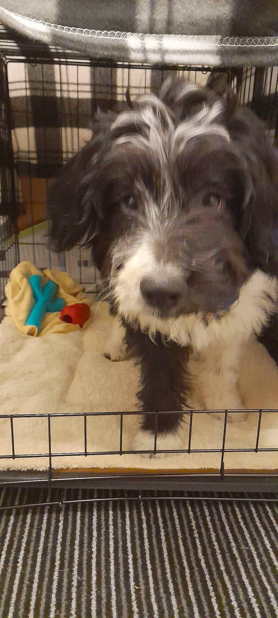 Gizmo is registered to the contest to win money with this photo: canidae, carnivore, companion_dog, dog, dog_breed, dog_supply, fur, maltepoo, non_sporting_group, pet_supply, puppy_love, schnauzer, small_terrier, snout, sporting_group, square, terrier, toy_dog, water_dog, working_animal